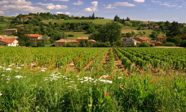 Le Beaujolais